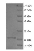 Recombinant Mouse Interleukin-1 family member 10 (Il1f10) – Figure 1 of 1