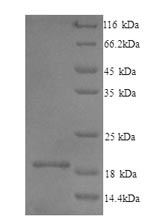 Recombinant Mouse Interleukin-1 family member 10 (Il1f10) – Figure 1 of 1