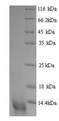 Recombinant Bovine C-C motif chemokine 20 (CCL20) – Figure 1 of 1