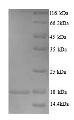 Recombinant Human Store-opeRated calcium entry-associated regulatory factor (SARAF), partial – Figure 1 of 1
