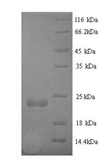 Recombinant Staphylococcus aureus Staphopain B (sspB) – Figure 1 of 1