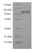 Recombinant Mouse Mixed lineage kinase domain-like protein (Mlkl) – Figure 1 of 1