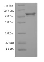 Recombinant Mouse Mixed lineage kinase domain-like protein (Mlkl) – Figure 1 of 1