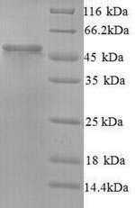 Recombinant Human Protein ERGIC-53-like (LMAN1L) – Figure 1 of 1