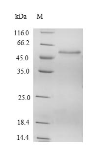 Recombinant Human Suppressor of SWI4 1 homolog (PPAN) – Figure 1 of 1