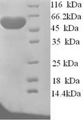 Recombinant Arabidopsis thaliana Probable sarcosine oxidase – Figure 1 of 1