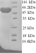 Recombinant Arabidopsis thaliana Probable sarcosine oxidase – Figure 1 of 1
