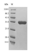 Recombinant Arabidopsis thaliana Probable WRKY transcription factor 40 (WRKY40) – Figure 1 of 1