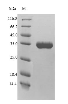 Recombinant Arabidopsis thaliana Probable WRKY transcription factor 40 (WRKY40) – Figure 1 of 1