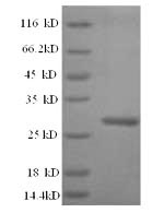 Recombinant Arabidopsis thaliana Probable WRKY transcription factor 2 (WRKY2), partial – Figure 1 of 1