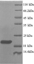 Recombinant Human Plexin-A1 (PLXNA1), partial – Figure 1 of 1