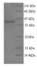 Recombinant Mouse Protein flightless-1 homolog (Flii), partial – Figure 1 of 1