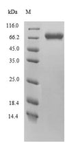 Recombinant Mouse Protein FAM111A (Fam111a) – Figure 1 of 1