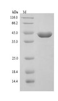 (Tris-Glycine gel) Discontinuous SDS-PAGE (reduced) with 5% enrichment gel and 15% separation gel.