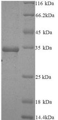 Recombinant Human Protein argonaute-2 (AGO2), partial – Figure 1 of 1