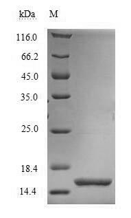 Recombinant Drosophila melanogaster Partner of bursicon (pburs) – Figure 1 of 1