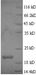 Recombinant Drosophila melanogaster Bursicon (burs) – Figure 1 of 1