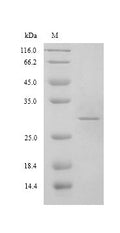 (Tris-Glycine gel) Discontinuous SDS-PAGE (reduced) with 5% enrichment gel and 15% separation gel.