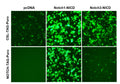 CSL Reporter Lentivirus – Figure 1 of 2