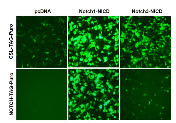 CSL Reporter Lentivirus – Figure 1 of 2