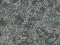 CT26.WT cell