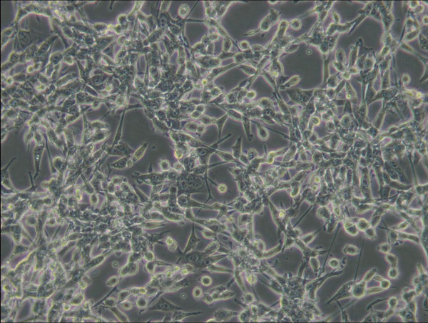 CT26.WT cell