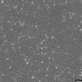 CTX TNA2 cell
