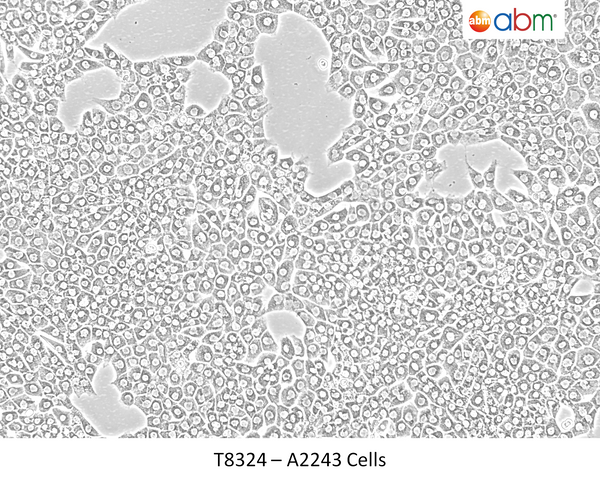 A2243 Cells | Applied Biological Materials (abm)