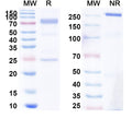 SDS-PAGE for Canine IgE, kappa Isotype Control antibody (HyHEL-10)