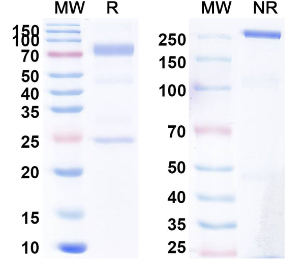 SDS-PAGE for Canine IgE, kappa Isotype Control antibody (HyHEL-10)