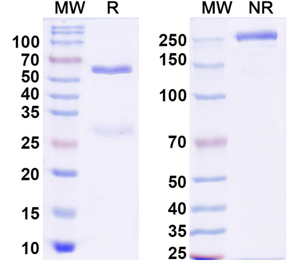 SDS-PAGE for InVivoMAb Anti-Dog IL31RA Antibody (Iv0217)