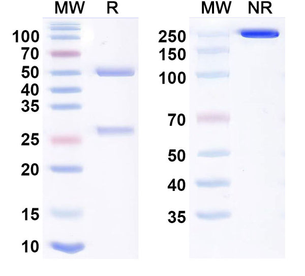 Anti-Human IL-31RA Reference Antibody (Nolavetbart) – Figure 1 of 1