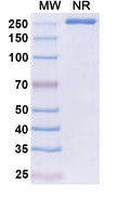Anti-Human IL-31 Reference Antibody (Riltovetbart) – Figure 1 of 1