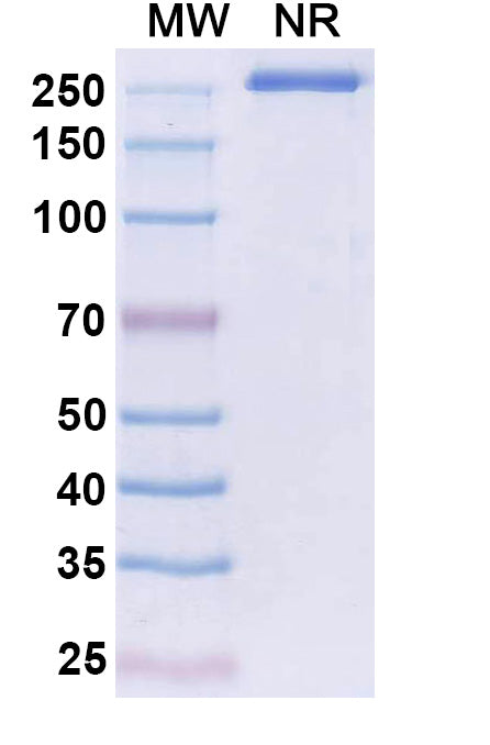 Anti-Human IL-31 Reference Antibody (Riltovetbart) – Figure 1 of 1