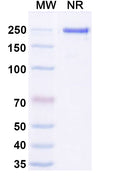 SDS-PAGE for Canine IgG3, kappa Isotype Control Antibody (HyHEL-10).