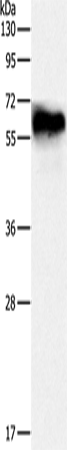 CRMP3 Polyclonal Antibody – Figure 1 of 2