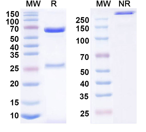 SDS-PAGE for Anti-Dog CD28 Antibody (1C6)