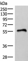 RETREG1 Polyclonal Antibody – Figure 1 of 4