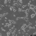 Caki-1 cell