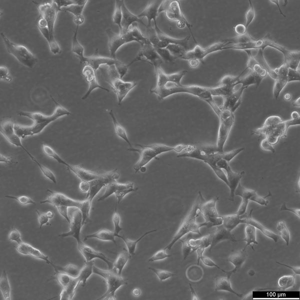 Caki-1 cell