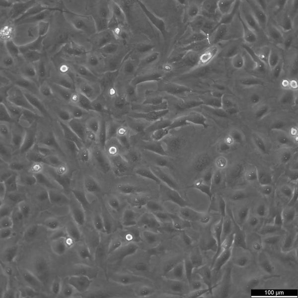 Calu-1 cell