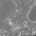 Calu-3 cell