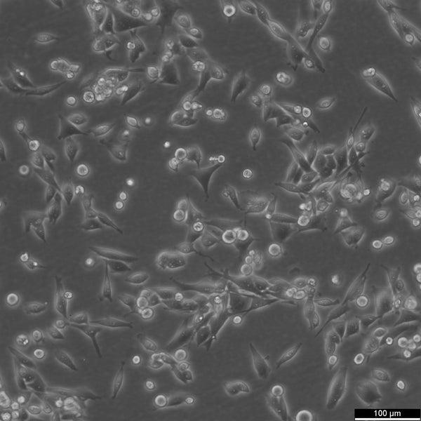 Calu-6 cell