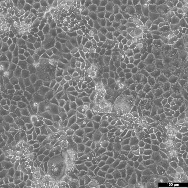 Caco-2 cell