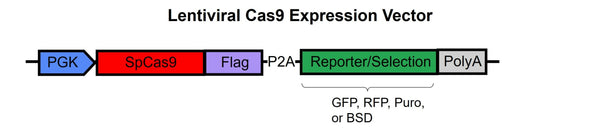 Cas9 Lentivirus – Figure 1 of 1