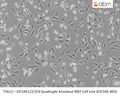 EIF2AK1/2/3/4 Quadruple Knockout Overexpressing HRI MEF Cell Line (EIF2AK 4KO+HRI) | Applied Biological Materials (abm)