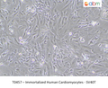 Immortalized Human Cardiomyocytes - SV40T – Figure 1 of 1
