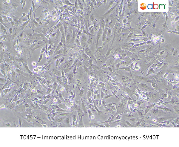 Immortalized Human Cardiomyocytes - SV40T – Figure 1 of 1