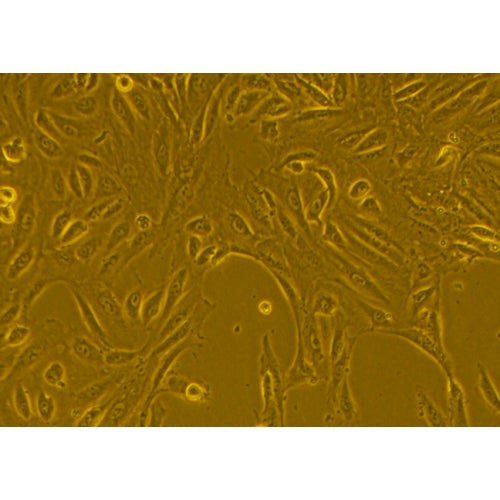 Cynomolgus Monkey Primary Kidney Epithelial Cells – Figure 1 of 1