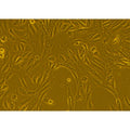 Human Primary Kidney Epithelial Cells – Figure 1 of 1